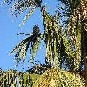 Vulture in a palm tree