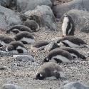 Gentoo penguin chicks resting
