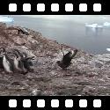 Penguin chicks chased by predator