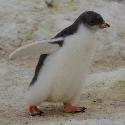 Gentoo penguin chick in motion