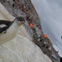 Gentoo penguin chick examining the camera
