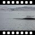 Minke whales swimming