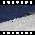 Chinstrap penguin climbing a hill