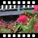 Rainbow lorikeets eating blossoms