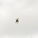 Garden Orb Web spider