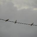 Cockatoos perching on a cable