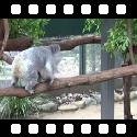 Koala climbing branches