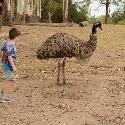 Child approaching an emu