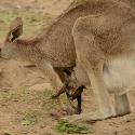 Kangaroo carrying a grown-up joey