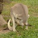 Kangaroo checking up on her joey