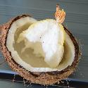 The inside of a sprouted coconut