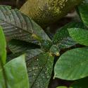 Jungle fuit, likely Golden gardenia