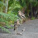 A family of Bush Stone curlews