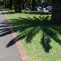 Shadow of a palm tree