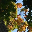 Bunches of colorful leaves at the top of a tree