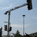 Street light in Rio de Janeiro with lots of birds