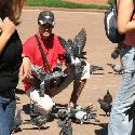 Pigeons in the Plaza de Mayo square aren't afraid of people