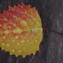 Leaf with water droplets (1)