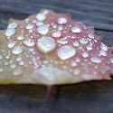 Leaf with water droplets (2)