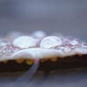 Leaf with water droplets (3)