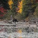 Moose in the water (1)