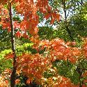 Fall colors (1)