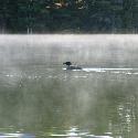 Loon in the mist