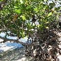 Mangrove on Cayo Blanco