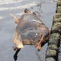 Dead animal at Arklow harbor