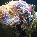 Clown anemone fish
