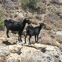 Wild goats on Kos Island, Greece