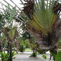 Exotic plants in the street