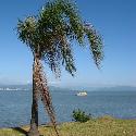 Palm tree at the coast