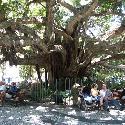 Figueira, the oldest fig tree in Florianopolis
