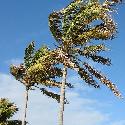 Coconut palms in the wind