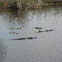 Alligators in the water