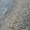 Seashells at Bowman's Beach, Sanibel, FL