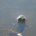 Frog under water