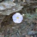 Light purple flower in the Grand Canyon