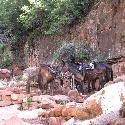 Mules at Supai Tunnel