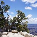 Tree on the North rim of Grand Canyon