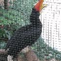 Hornbill in a Hong Kong aviary. We saw this bird in the wild in Borneo