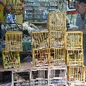 Bird cages in the Bird market in Hong Kong