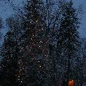 Tree with lights