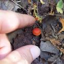 A miniature mushroom