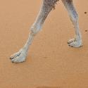 Camel legs
