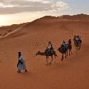 A part of our camel caravan (3)