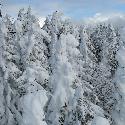 Snow-laden trees