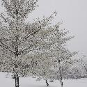 Snowy trees (2)