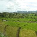 Rice terraces in the Java country